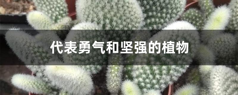 代表勇气和坚强的植物