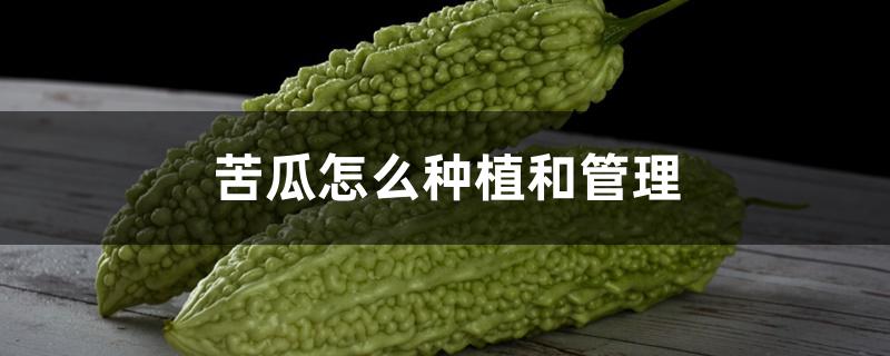 苦瓜怎么种植和管理