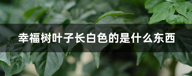 幸福树叶子长白色的是什么东西