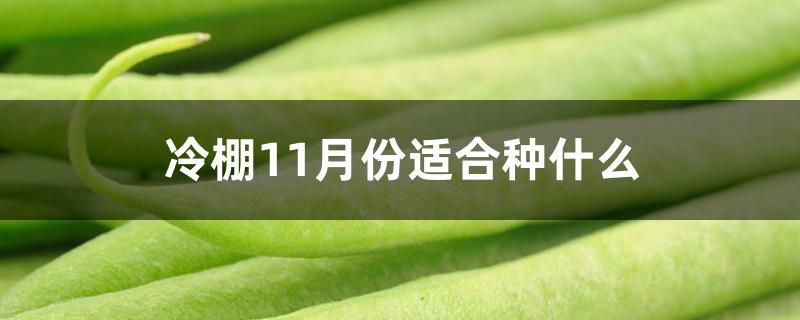 冷棚11月份适合种什么 冷棚11月份适合种什么