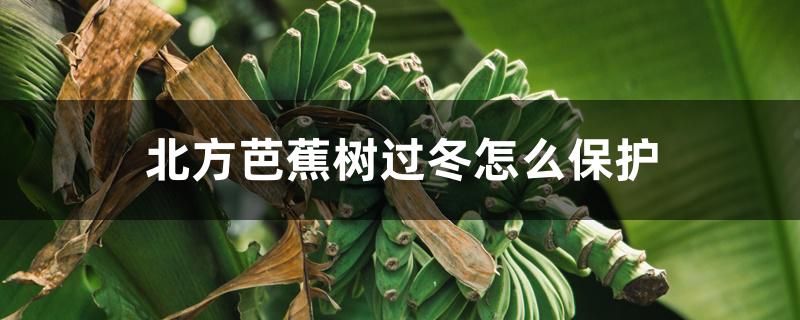 北方芭蕉树过冬怎么保护