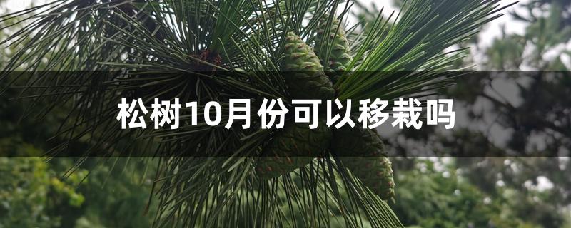 松树10月份可以移栽吗