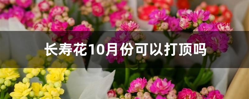 长寿花10月份可以打顶吗