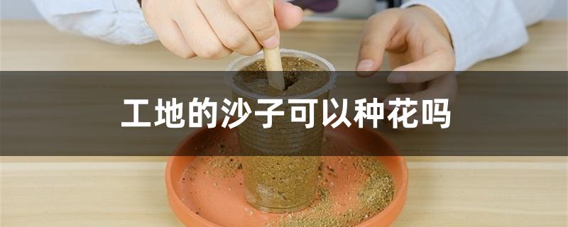 工地的沙子可以种花吗