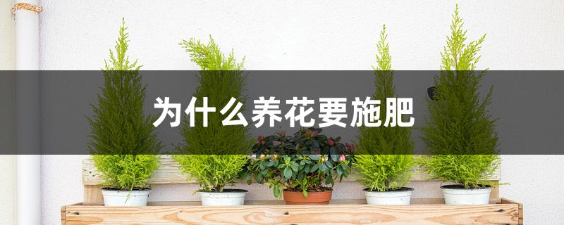 为什么养花要施肥 为什么养花要施肥