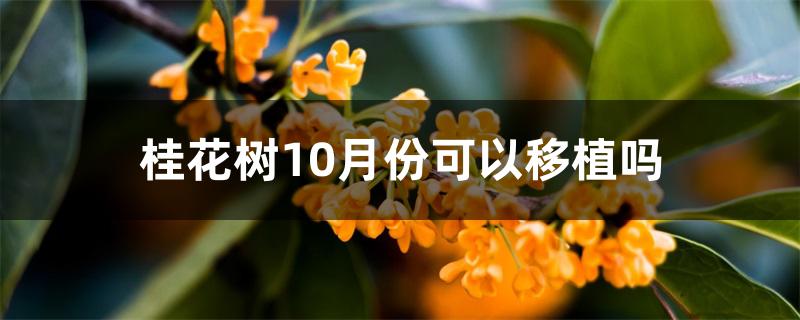 桂花树10月份可以移植吗