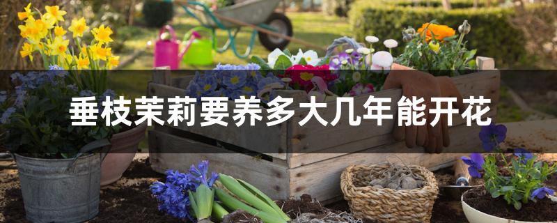 垂枝茉莉要养多大几年能开花