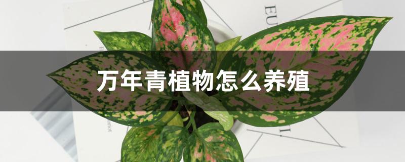 万年青植物怎么养殖