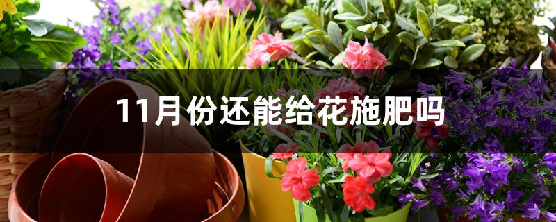 11月份还能给花施肥吗