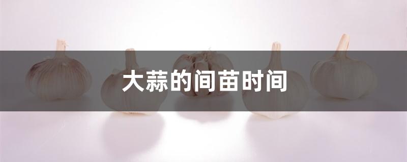 大蒜的间苗时间