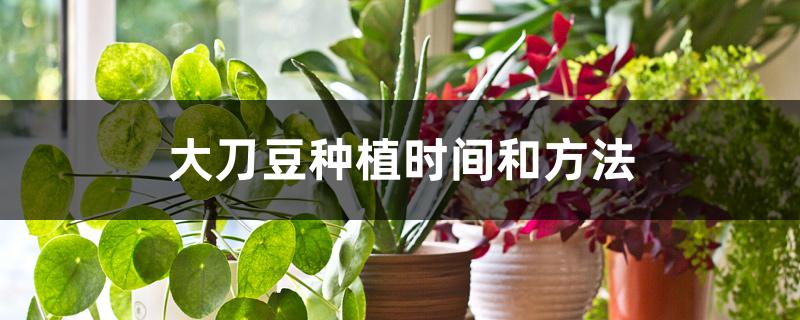 大刀豆种植时间和方法