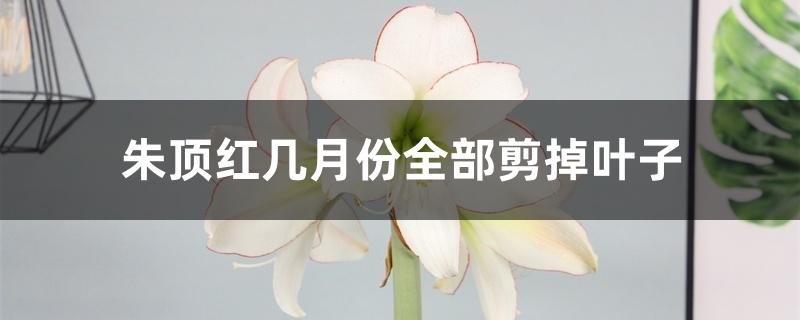 朱顶红几月份全部剪掉叶子