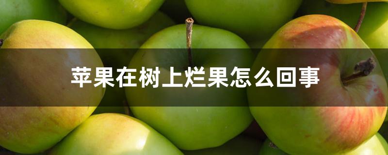 苹果在树上烂果怎么回事