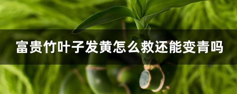 富贵竹叶子发黄怎么救还能变青吗