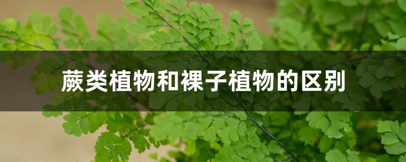 蕨类植物和裸子植物的区别