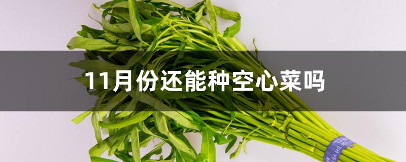 11月份还能种空心菜吗