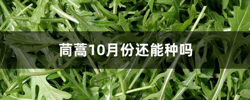 茼蒿10月份还能种吗