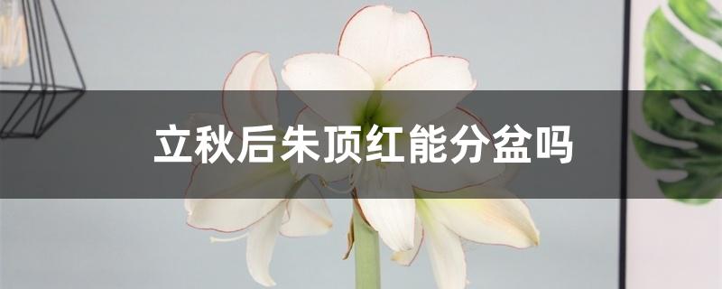 立秋后朱顶红能分盆吗 立秋后朱顶红能分盆吗