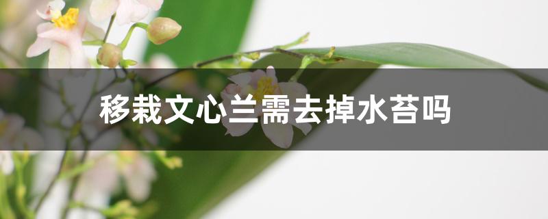 移栽文心兰需去掉水苔吗