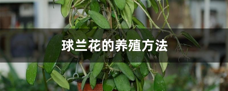 球兰花的养殖方法