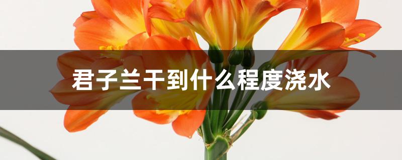 君子兰干到什么程度浇水