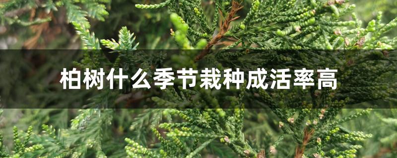 柏树什么季节栽种成活率高