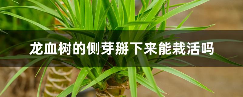龙血树的侧芽掰下来能栽活吗