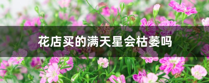 花店买的满天星会枯萎吗