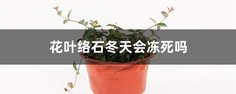 花叶络石冬天会冻死吗