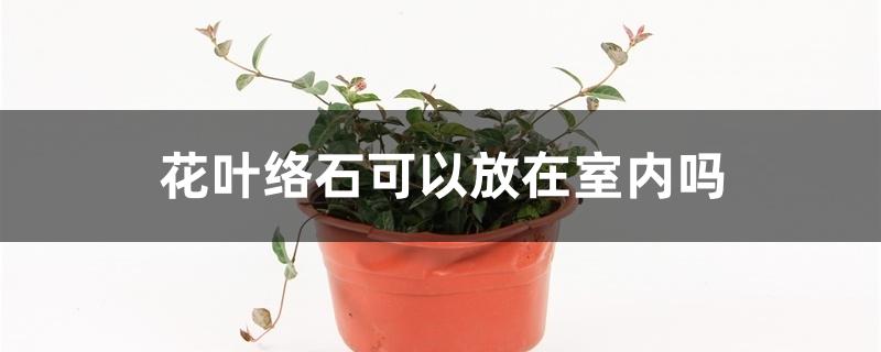 花叶络石可以放在室内吗