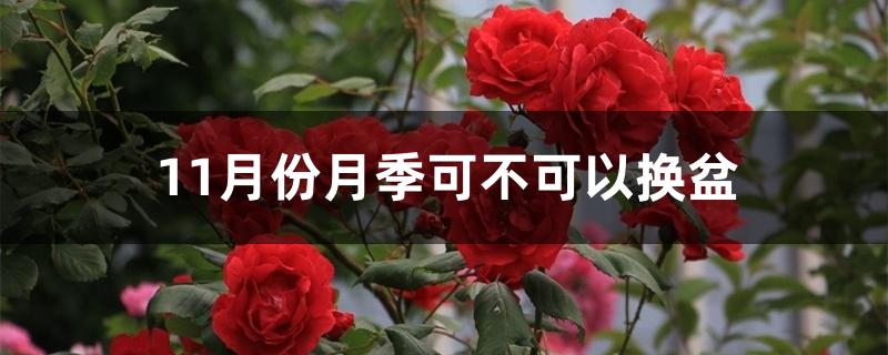 11月份月季可不可以换盆