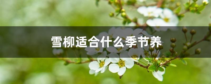 雪柳适合什么季节养