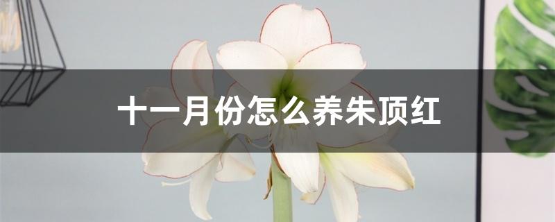 十一月份怎么养朱顶红