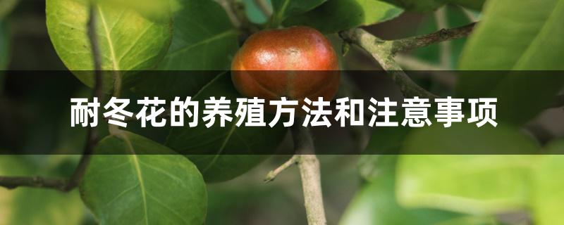 耐冬花的养殖方法和注意事项