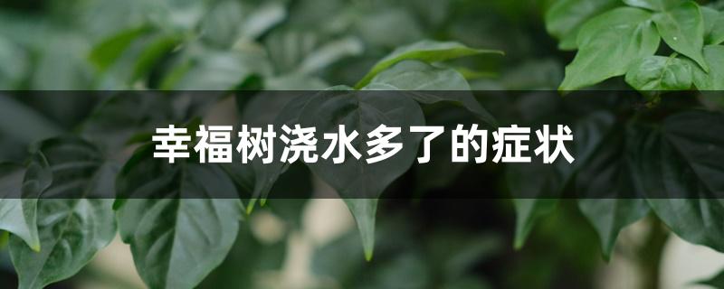 幸福树浇水多了的症状