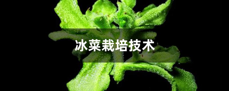 冰菜栽培技术