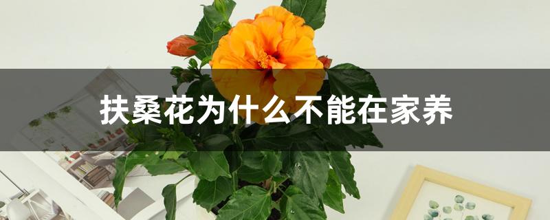 扶桑花为什么不能在家养