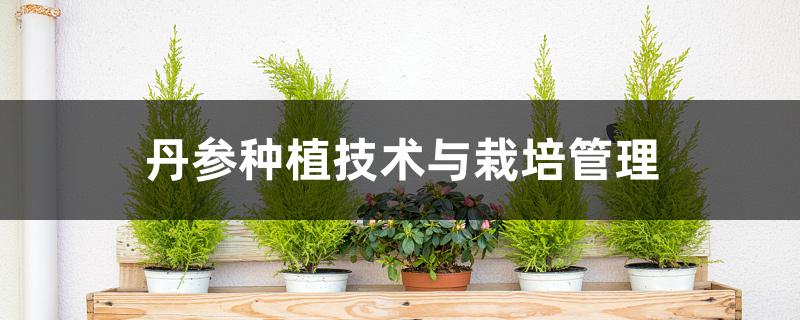 丹参种植技术与栽培管理