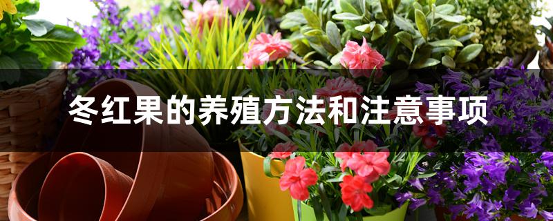 冬红果的养殖方法和注意事项 冬红果的养殖方法和注意事项