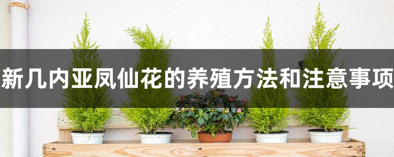 新几内亚凤仙花的养殖方法和注意事项