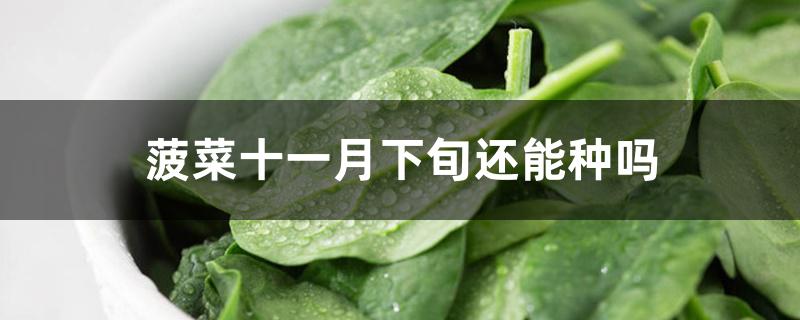 菠菜十一月下旬还能种吗 菠菜十一月下旬还能种吗