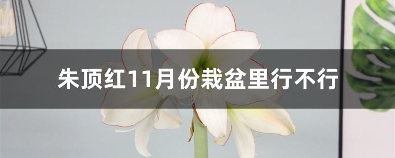 朱顶红11月份栽盆里行不行