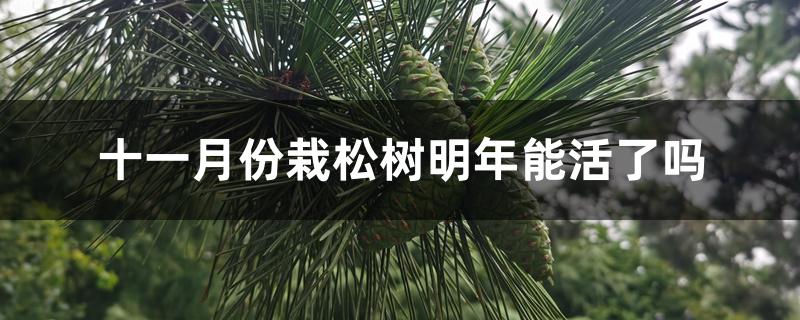 十一月份栽松树明年能活了吗