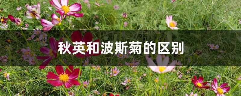 秋英和波斯菊的区别