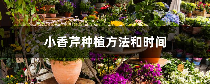 小香芹种植方法和时间 小香芹种植方法和时间