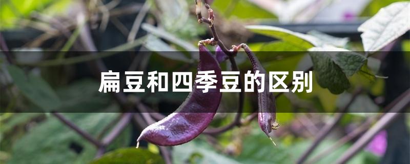 扁豆和四季豆的区别