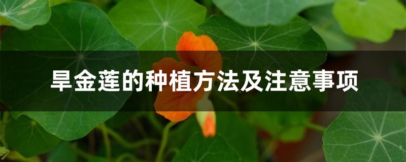 旱金莲的种植方法及注意事项