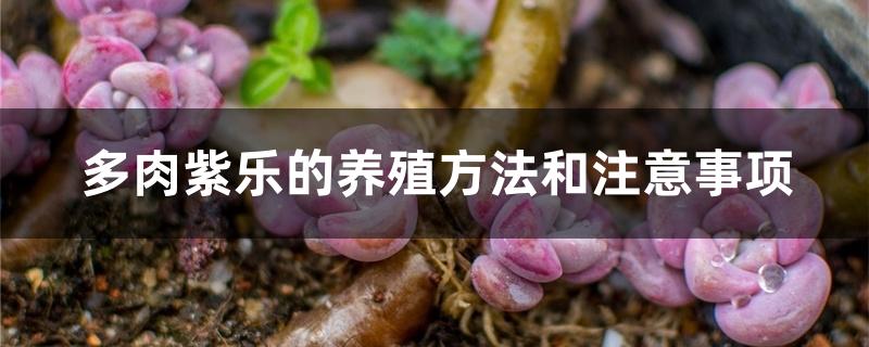 多肉紫乐的养殖方法和注意事项