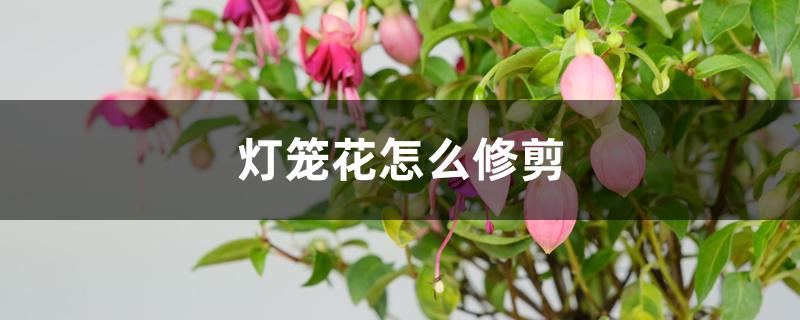 灯笼花怎么修剪