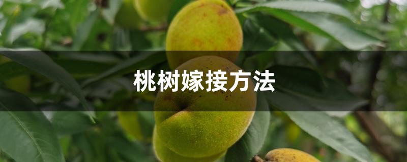 桃树嫁接方法